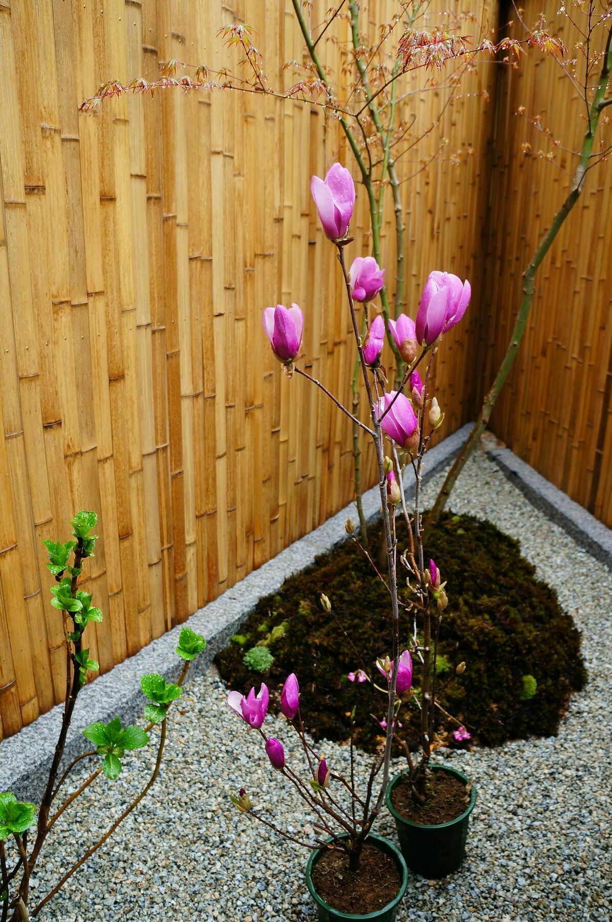 Mulan Hostel Kyoto Exterior photo
